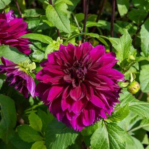 Dahlia décoratif à fleur géante Thomas Edison XXL (x1)